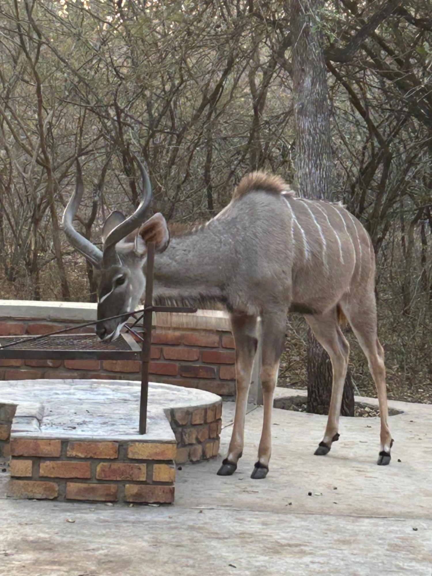 Shades Of Nature Apartamento Marloth Park